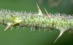 Rubus schleicheri (jeżyna Schleichera)