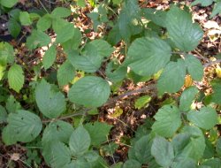 Rubus schleicheri (jeżyna Schleichera)