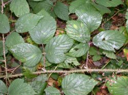 Rubus schleicheri (jeżyna Schleichera)