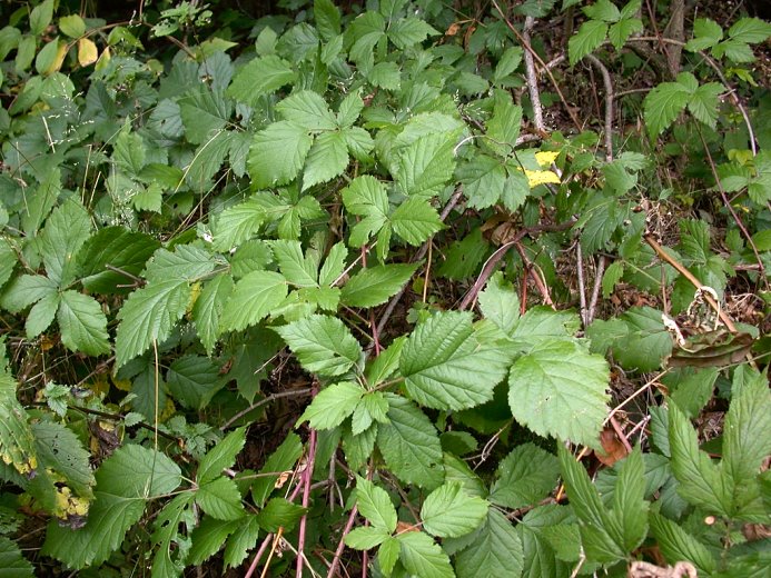 Rubus tabanimontanus (jeżyna fioletowopędowa)