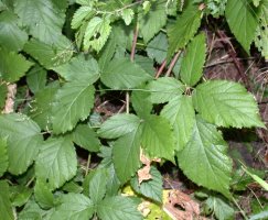 Rubus tabanimontanus (jeżyna fioletowopędowa)