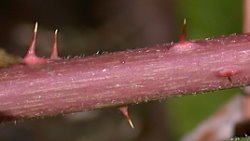 Rubus tabanimontanus (jeżyna fioletowopędowa)