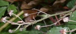 Rubus tabanimontanus (jeżyna fioletowopędowa)