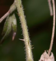 Rubus tabanimontanus (jeżyna fioletowopędowa)