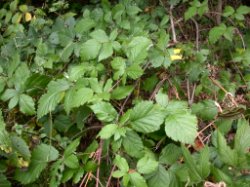 Rubus tabanimontanus (jeżyna fioletowopędowa)