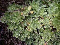 Saxifraga paniculata