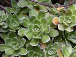 Saxifraga paniculata