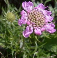 Scabiosa lucida