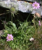 Scabiosa lucida