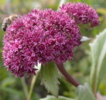 Sedum fabaria