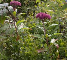 Sedum fabaria