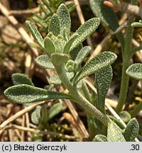 Alyssum montanum (smagliczka pagórkowa)