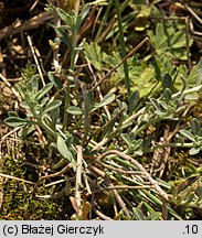 Alyssum montanum (smagliczka pagórkowa)