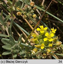 Alyssum montanum (smagliczka pagórkowa)