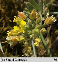 Alyssum montanum (smagliczka pagórkowa)