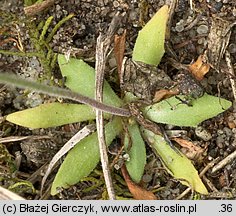 Androsace septentrionalis (naradka północna)