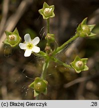 Androsace septentrionalis (naradka północna)