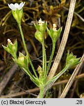 Androsace septentrionalis (naradka północna)