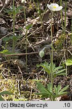 Anemonoides sylvestris (zawilec wielkokwiatowy)