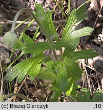 Anemonoides sylvestris (zawilec wielkokwiatowy)