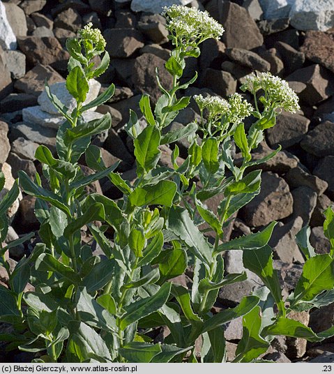 Cardaria draba (pieprznik przydrożny)