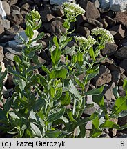 Cardaria draba (pieprznik przydrożny)