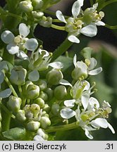 Cardaria draba (pieprznik przydrożny)