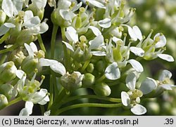 Cardaria draba (pieprznik przydrożny)