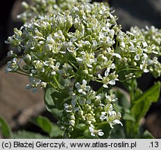 Cardaria draba (pieprznik przydrożny)