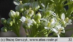 Cardaria draba (pieprznik przydrożny)