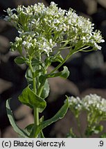 Cardaria draba (pieprznik przydrożny)