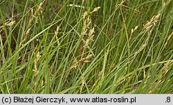 Carex ovalis (turzyca zajęcza)