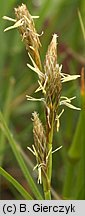 Carex ovalis (turzyca zajęcza)