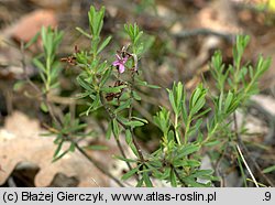 Daphne cneorum (wawrzynek główkowy)