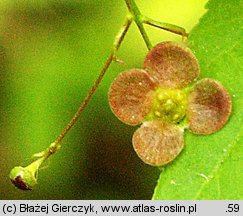 Euonymus verrucosa (trzmielina brodawkowata)