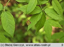 Euonymus verrucosa (trzmielina brodawkowata)