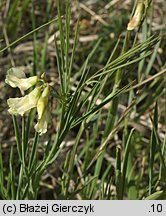 Lathyrus pannonicus (groszek pannoński)