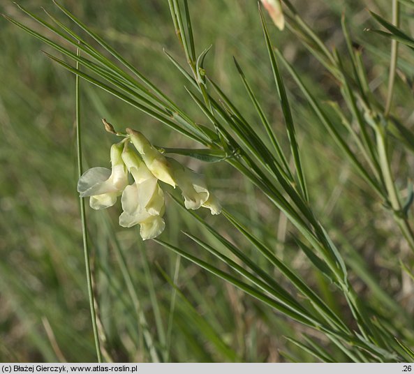 Lathyrus pannonicus (groszek pannoński)