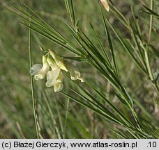 Lathyrus pannonicus (groszek pannoński)