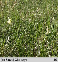 Lathyrus pannonicus (groszek pannoński)