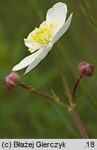 Ranunculus platanifolius (jaskier platanolistny)