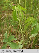 Ranunculus platanifolius (jaskier platanolistny)