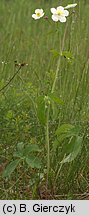 Ranunculus platanifolius (jaskier platanolistny)