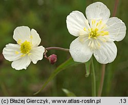 Ranunculus platanifolius (jaskier platanolistny)