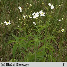 Ranunculus platanifolius (jaskier platanolistny)