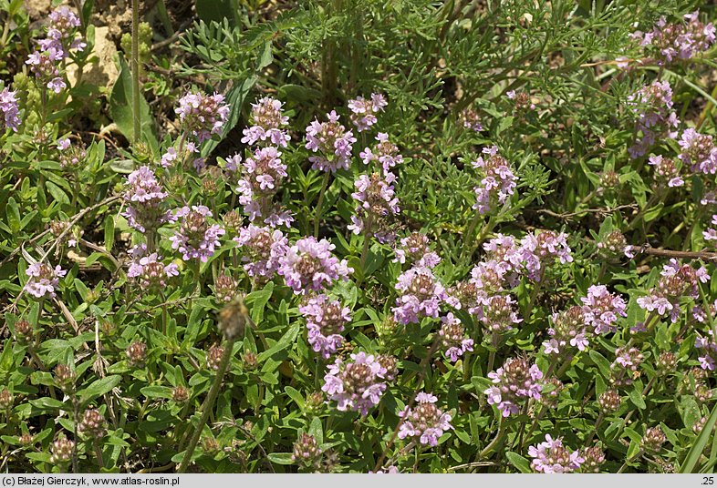 Thymus pulegioides (macierzanka zwyczajna)