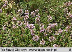 Thymus pulegioides (macierzanka zwyczajna)