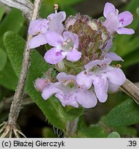 Thymus pulegioides (macierzanka zwyczajna)