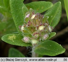 Thymus pulegioides (macierzanka zwyczajna)