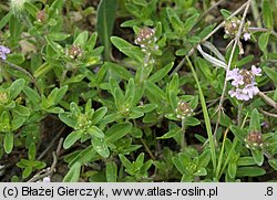 Thymus pulegioides (macierzanka zwyczajna)